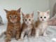 chaton Maine coon roux disponible 