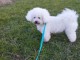 chiot bichon fris&eacute; a donner contre bon soin 