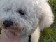 chiot bichon maltais disponible 