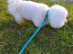 chiot bichon fris&eacute; a donner contre bon soin 