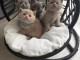 Mes b&eacute;b&eacute;s british shorthair ❤️ disponible &agrave; donner 