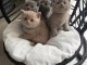 adoption chatons British shorthair 