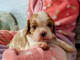 chiot type cavalier king charle m&acirc;le a donner 