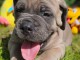chiot cane Corso disponible pour adoption 
