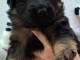 chiot berger allemand lof 