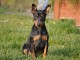 Annonce chiot Pinscher nain a donner 