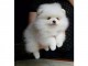 chiot spitz nain pom&eacute;ranie a donner m&acirc;le 