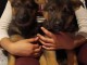Je donne chiot berger allemand 