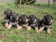 B&eacute;b&eacute; chiot berger allemand a donner contre bon soin 
