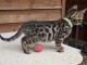 chaton Bengal a donner 