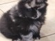 Chiot spitz nain femelle a donner 