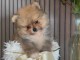 chiot spitz nain disponible m&acirc;le a donner 