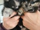 chiot spitz nain disponible a donner 