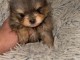 Petit chiot spitz nain m&acirc;le a donner 