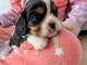 B&eacute;b&eacute; chiot cavalier king charle femelle a donner 