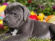 chiot cane corso a donner contre bon soin 