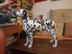 Chiots Dalmatien &agrave; vendre