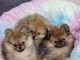 chiot spitz nain pom&eacute;ranie a donner 
