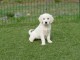 chiot golden retriever m&acirc;le a donner urgent 