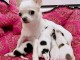 chiot chihuahua femelle et m&acirc;le disponible 