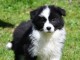 chiot berger australien lof m&acirc;le et femelle a donner 