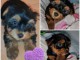 chiot Yorkshire disponible 