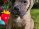 chiot cane corso a donner 