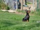 chiot pinscher nain disponible 