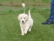 Chiot golden retriever m&acirc;le a donner 