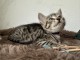 B&eacute;b&eacute; chaton Bengal adorable disponible de suite 