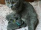 chaton chartreux a donner 