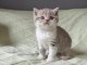 Chatons British Shorthair et Longhair a donner 