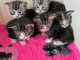 Adoption chatons maine coon adorable 
