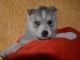 B&eacute;b&eacute; chiot husky sib&eacute;rien a donner 