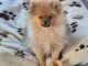 chiot spitz allemand &acirc;ge de 3 moi a donner 