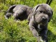 chiot cane corso a donner femelle 