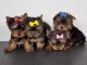 chiot Yorkshire terrier m&acirc;le et femelle a donner 