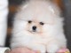 chiot spitz nain Pom&eacute;ranie &agrave; donner 