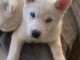 chiot type husky sib&eacute;rien 