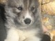 Sib&eacute;rien Husky &agrave; adopter 