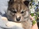 chiot husky sib&eacute;rien &agrave; adopter 