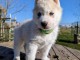 chiot sib&eacute;rien husky aux yeux bleus sont disponible 