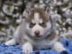 chiot sib&eacute;rien husky femelle a donner 