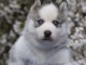 chiot husky sib&eacute;rien &agrave; donner 
