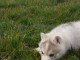 chiot husky sib&eacute;rien pour adoption 