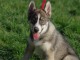 chiot husky sib&eacute;rien adorable 