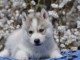 chiot sib&eacute;rien husky a donner m&acirc;le 