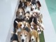 Chiots d&rsquo;apparences Beagles 