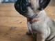 chiot bouledogue fran&ccedil;ais a donner femelle 