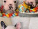 chiot bouledogue fran&ccedil;ais adorable disponible 